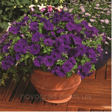 Петунія дрібноквіткова Picobella™ Blue, 100 шт, Syngenta 