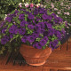 Петунія дрібноквіткова Picobella™ Blue, 500 шт, Syngenta