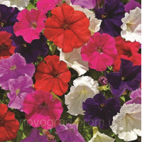 Петунія дрібноквіткова Picobella™ F1 Mix, 100 шт, Syngenta 