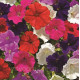 Петунія дрібноквіткова Picobella™ F1 Mix, 1000 шт, Syngenta