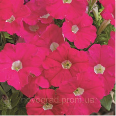 Петунія дрібноквіткова Picobella™ F1 Rose, 1000 шт, Syngenta 
