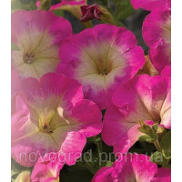 Петунія дрібноквіткова Picobella™ Rose Morn, 100 шт, Syngenta 