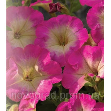 Петунія дрібноквіткова Picobella™ Rose Morn, 1000 шт, Syngenta 