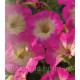 Петунія дрібноквіткова Picobella™ Rose Morn, 500 шт, Syngenta