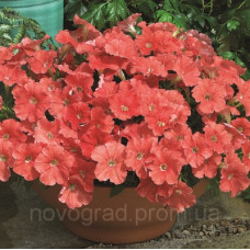 Петунія дрібноквіткова Picobella™ F1 Salmon, 1000 шт, Syngenta 