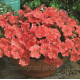 Петунія дрібноквіткова Picobella™ F1 Salmon, 1000 шт, Syngenta