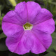 Петунія дрібноквіткова Picobella™ Lavender, 100 шт, Syngenta