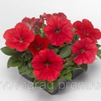 Петуния многоцв Damask® F1 Red