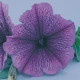 Петуния многоцв CARPET F1 BLUE LACE