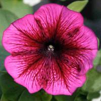 Петуния многоцв CARPET F1 PLUM