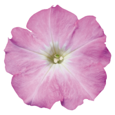 Петуния многоцв Celebrity: Lilac Morn