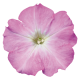 Петуния многоцв Celebrity: Lilac Morn