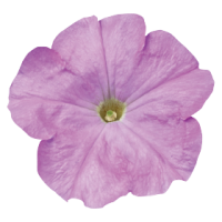 Петуния многоцв Celebrity: Lilac