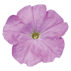 Петуния многоцв Celebrity: Lilac