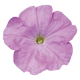 Петуния многоцв Celebrity: Lilac