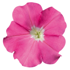 Петуния многоцв Celebrity: Pink
