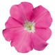 Петуния многоцв Celebrity: Pink