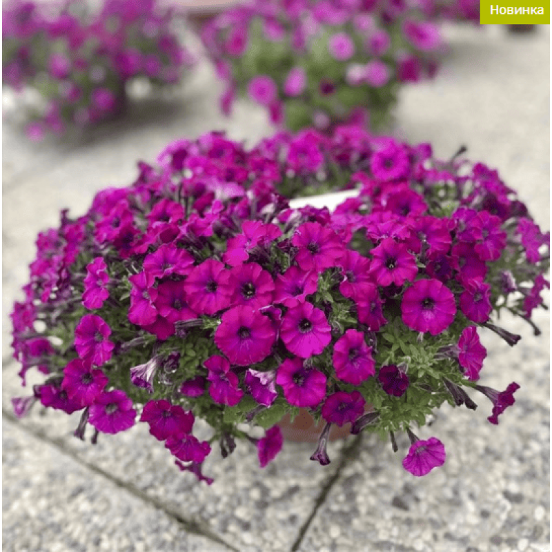 Петунія багатоквіткова Mini Stellina Violet 5 шт, Farao