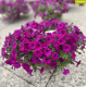 Петунія багатоквіткова Mini Stellina Violet 5 шт, Farao