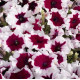 Петунія багатоквіткова Celebrity: Burgundy Frost, 250 шт, Benary
