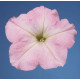 Петуния многоцв Celebrity: Chiffon Morn