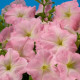 Петуния многоцв Celebrity: Chiffon Morn
