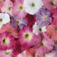 Петуния многоцв Celebrity: Pastel Mix