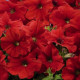Петунія багатоквіткова Celebrity: Red, 1000 шт, Benary