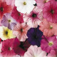 Петунія багатоквіткова Celebrity: Regular Mix, 250 шт, Benary