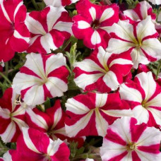 Петуния многоцв Celebrity: Rose Star