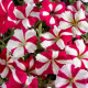Петуния многоцв Celebrity: Rose Star