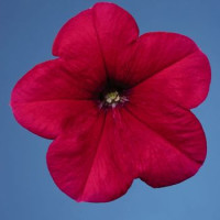 Петунія багатоквіткова Celebrity: Rose, 1000 шт, Benary