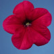 Петунія багатоквіткова Celebrity: Rose, 1000 шт, Benary