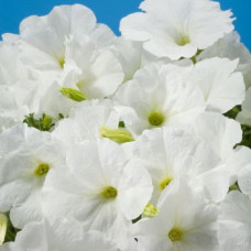 Петунія багатоквіткова Celebrity: White, 50 шт, Benary