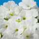 Петунія багатоквіткова Celebrity: White, 50 шт, Benary