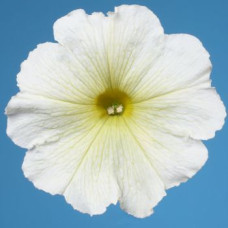 Петунія багатоквіткова Celebrity: Yellow, 50 шт, Benary