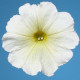 Петунія багатоквіткова Celebrity: Yellow, 1000 шт, Benary