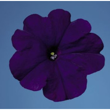 Петунія багатоквіткова Celebrity: Blue, 1000 шт, Benary