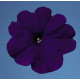 Петунія багатоквіткова Celebrity: Blue, 1000 шт, Benary