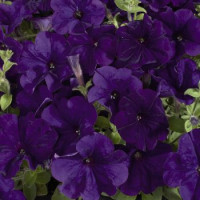 Петунія багатоквіткова Celebrity: Blue, 50 шт, Benary