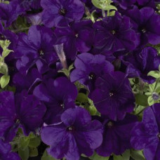 Петунія багатоквіткова Celebrity: Blue, 50 шт, Benary