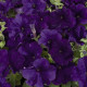 Петунія багатоквіткова Celebrity: Blue, 50 шт, Benary