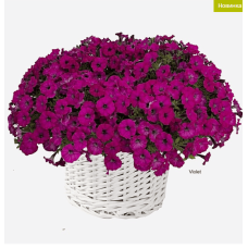 Петунія багатоквіткова Mini Stellina Violet 5 шт, Farao