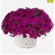 Петунія багатоквіткова Mini Stellina Violet 5 шт, Farao