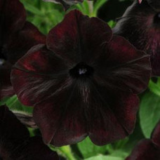 Петуния DEBONAIR F1 BLACK CHERRY