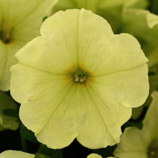 Петуния DEBONAIR F1 LIME GREEN