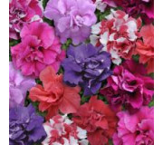 Петунія багатоквіткова - Petunia multiflora