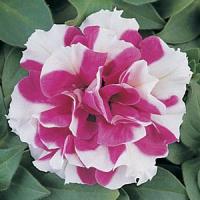 Петуния многоцв DUO F1 ROSE WHITE