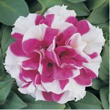 Петуния многоцв DUO F1 ROSE WHITE