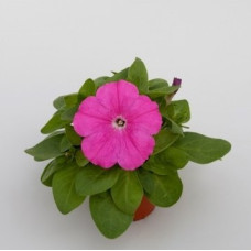 Петуния Espresso® Rose